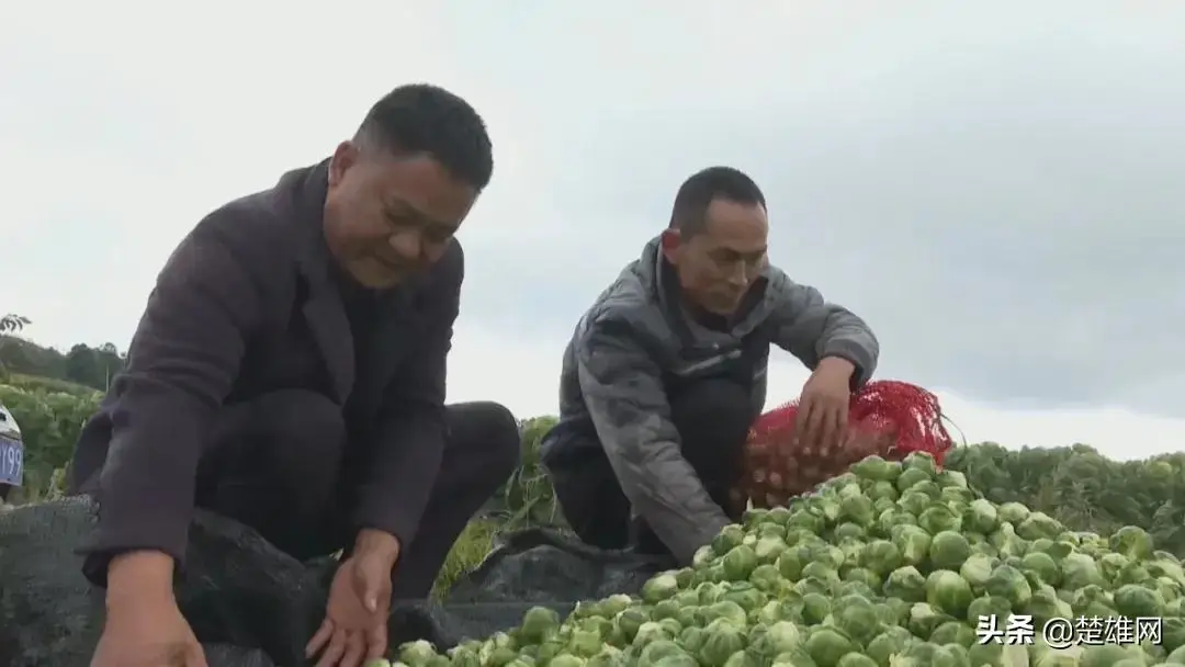 莲池养殖致富项目_农村致富养殖_养殖致富项目农村