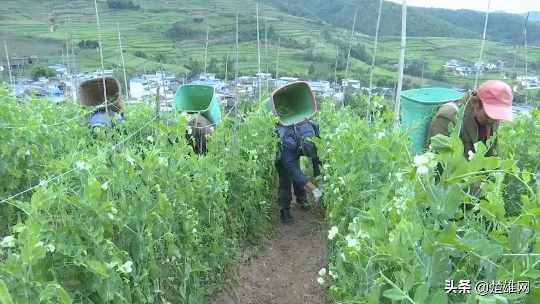 养殖致富项目农村_农村致富养殖_莲池养殖致富项目