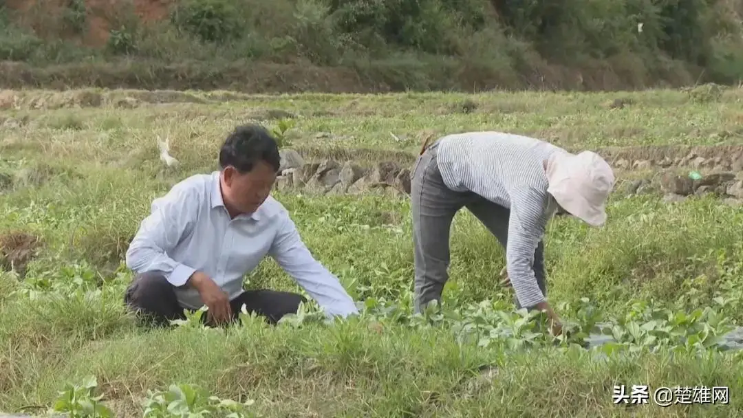 农村致富养殖_养殖致富项目农村_莲池养殖致富项目