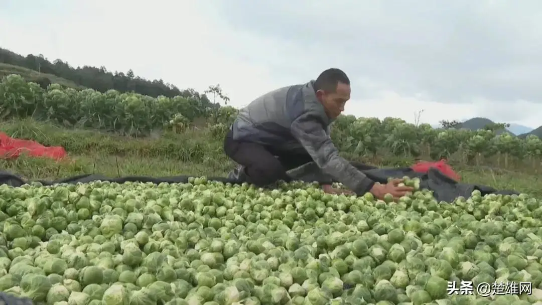 莲池养殖致富项目_农村致富养殖_养殖致富项目农村