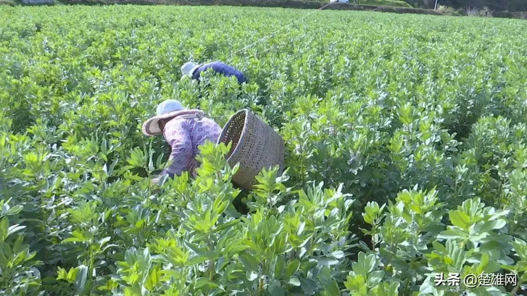 莲池养殖致富项目_养殖致富项目农村_农村致富养殖