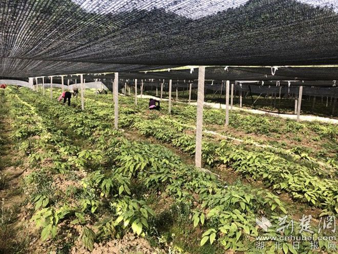 淫羊藿种植致富_淫羊藿种植致富_淫羊藿种植致富