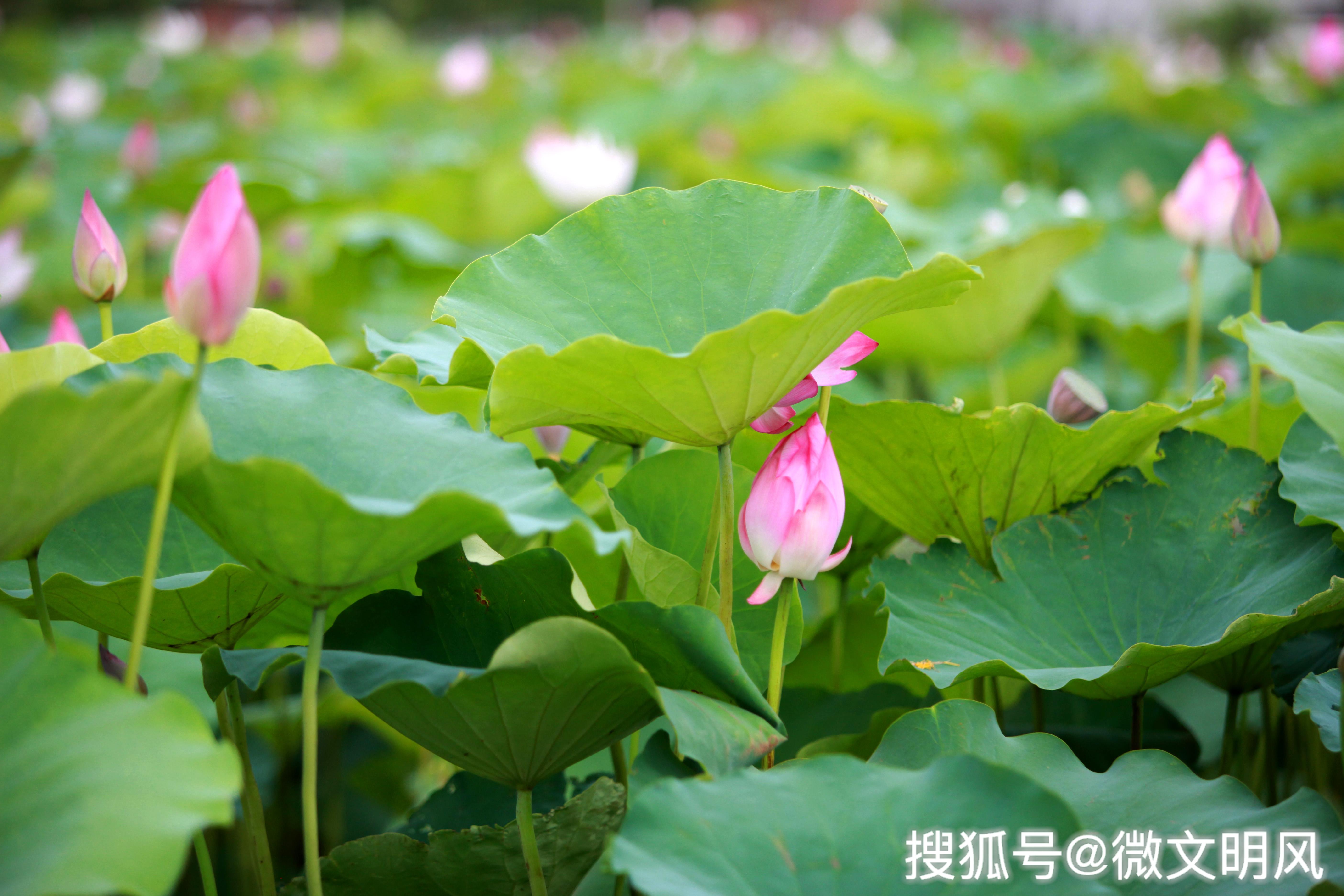 莲池养殖致富项目_养殖致富项目农村_农村致富养殖