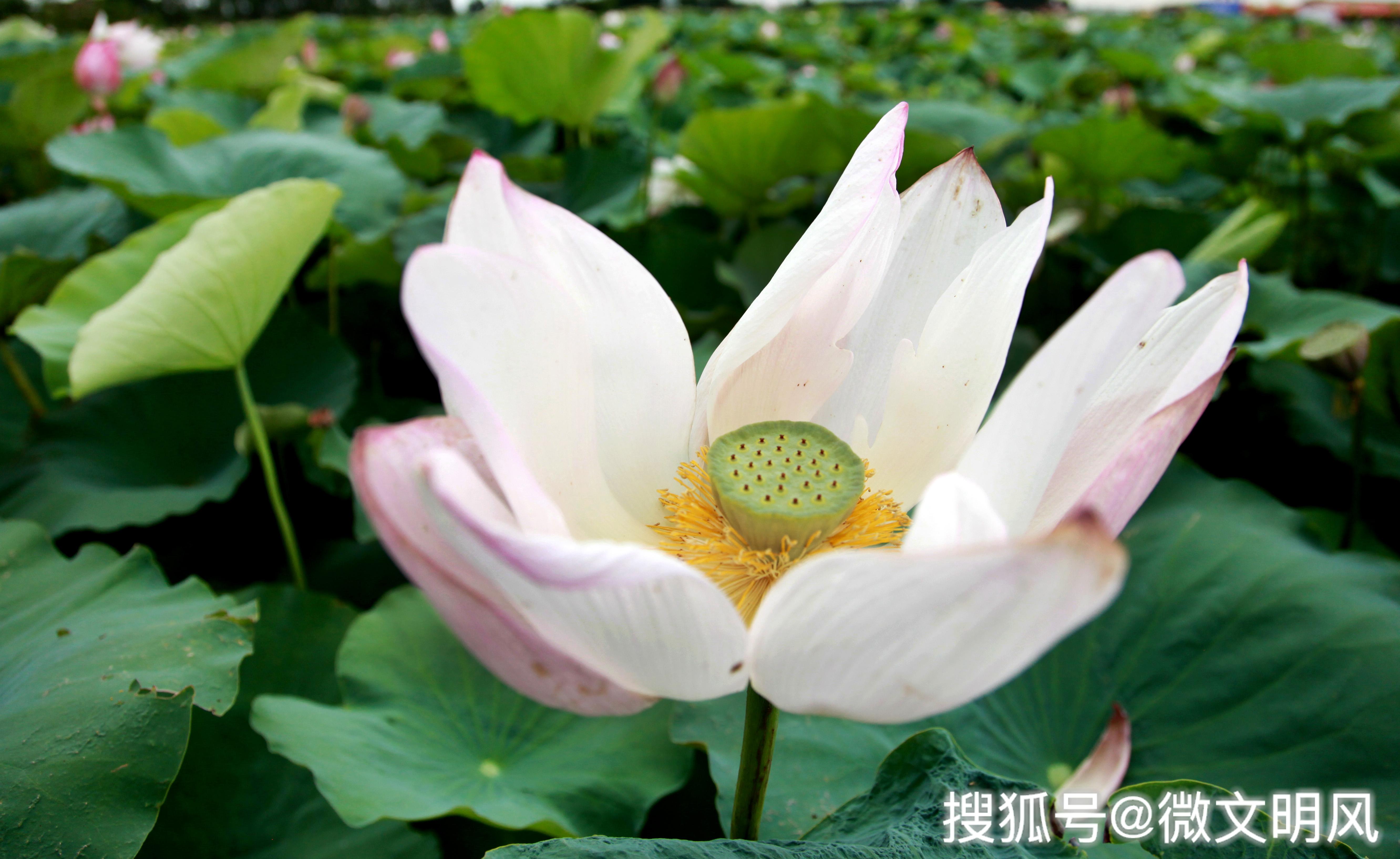 养殖致富项目农村_莲池养殖致富项目_农村致富养殖