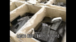 毛蟹如何养殖_毛蟹养殖必要条件_家庭毛蟹养殖技术