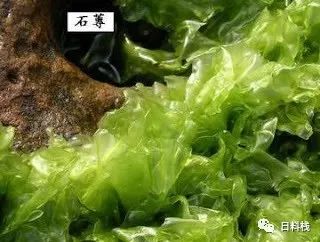 毛蟹养殖必要条件_家庭毛蟹养殖技术_毛蟹如何养殖