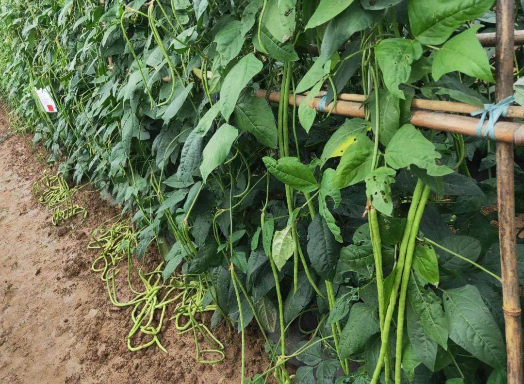 豇豆种植法_豇豆种植技术与管理视频_夏季豇豆种植技术视频