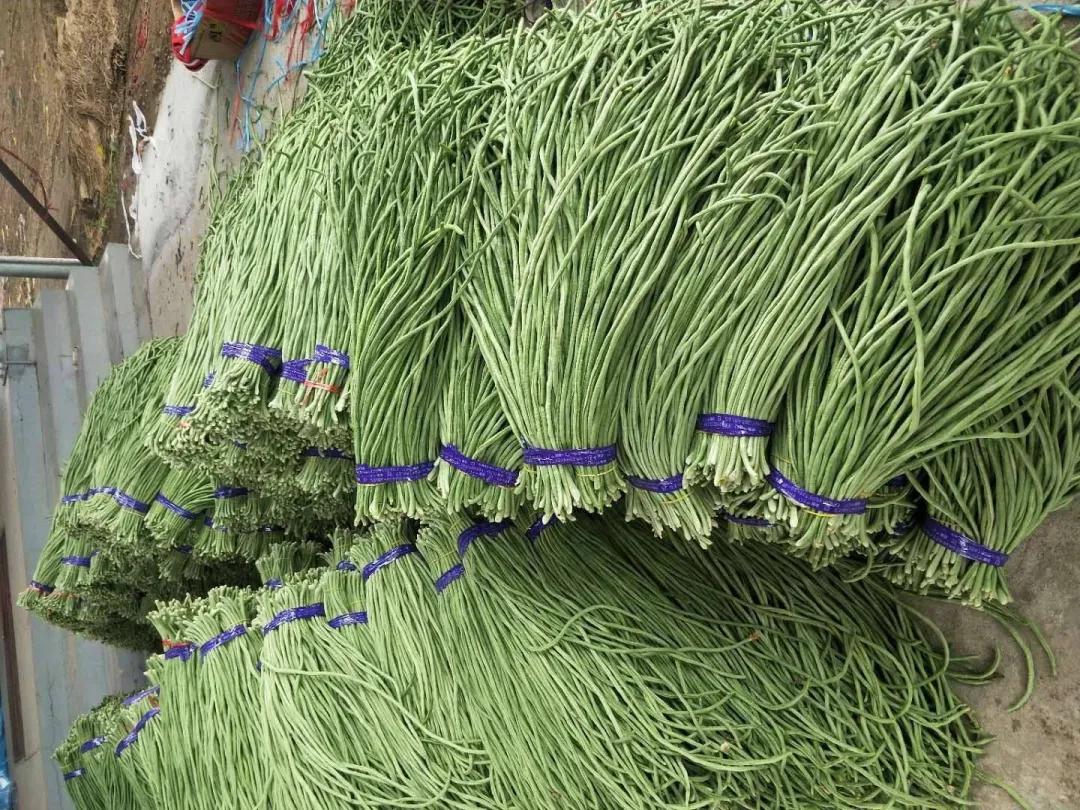 豇豆种植技术与管理视频_夏季豇豆种植技术视频_豇豆种植法
