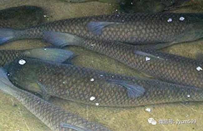 养殖鳙鱼的经济效益_养殖鳙鱼的技术和视频_池塘主养鳙鱼养殖高产技术