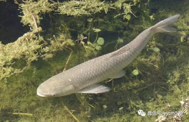 养殖鳙鱼的经济效益_养殖鳙鱼的技术和视频_池塘主养鳙鱼养殖高产技术