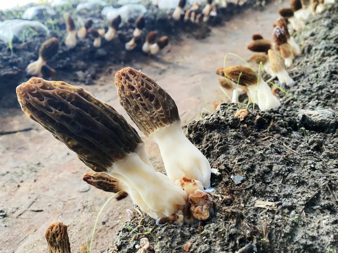 种植平菇致富_致富经平菇种植视频_种植平菇的成本与利润