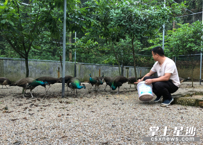湖南孔雀养殖致富_湖南孔雀养殖合作社_孔雀养殖投资