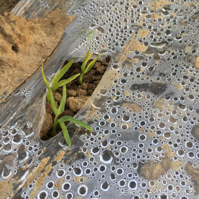 这些蔬菜，夏秋季都吃不完，你家种植了几种？现在播种还不晚