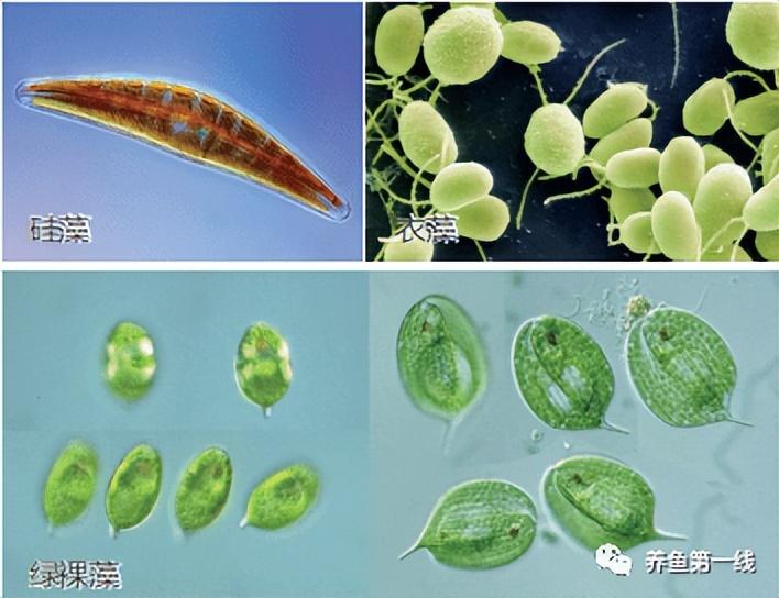 养殖水律蛇技术_水花网箱养殖技术_乌龟养殖箱