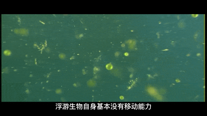 乌龟养殖箱_养殖水律蛇技术_水花网箱养殖技术