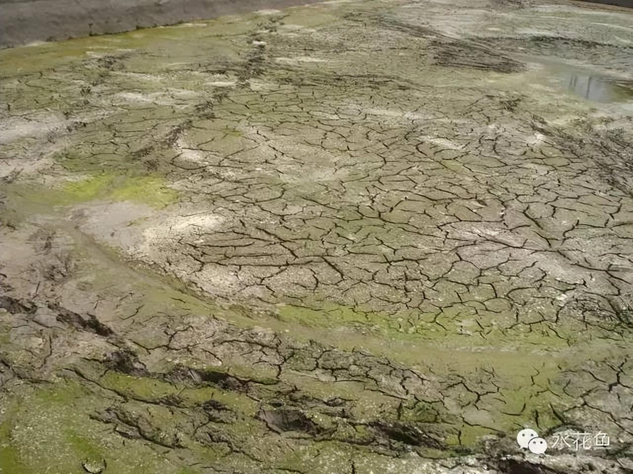 乌龟养殖箱_水花网箱养殖技术_养殖水律蛇技术