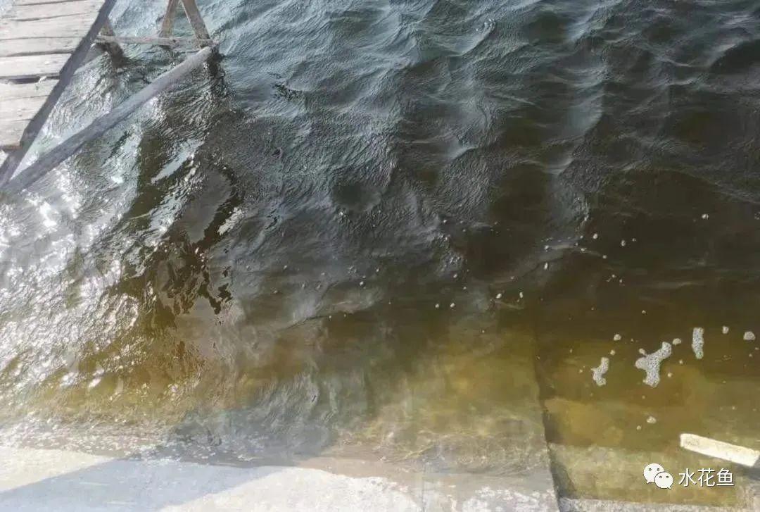 乌龟养殖箱_水花网箱养殖技术_养殖水律蛇技术