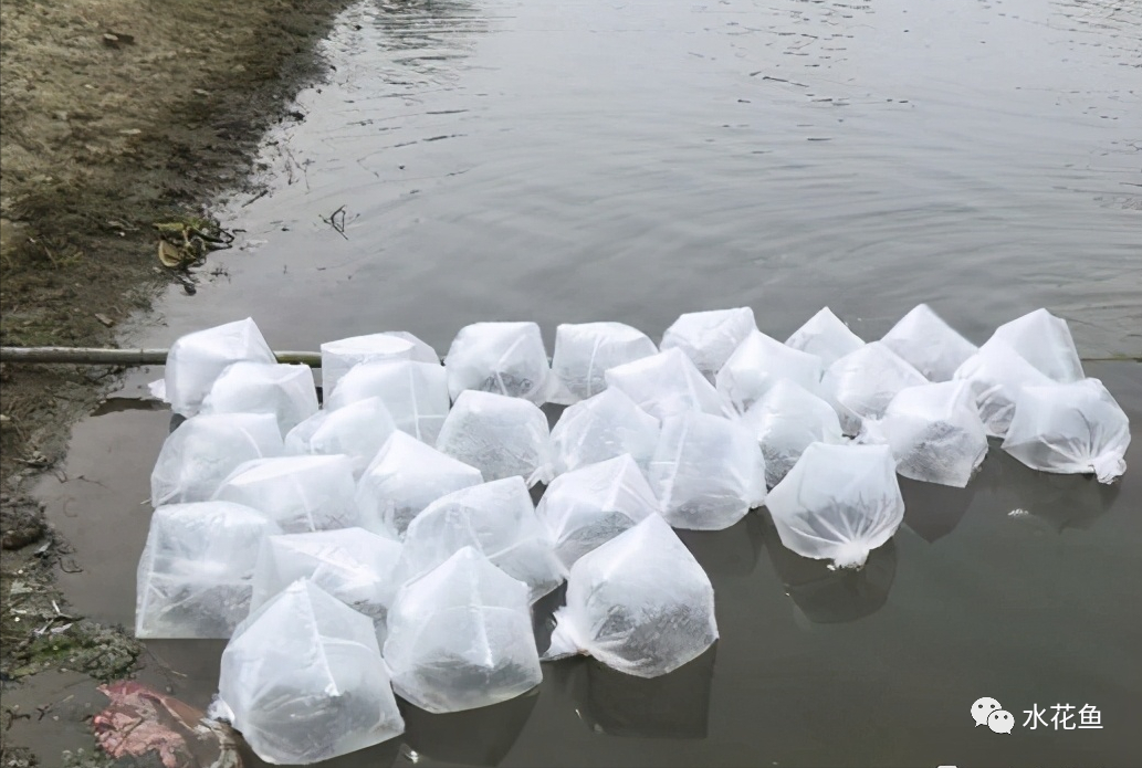 养殖水律蛇技术_水花网箱养殖技术_乌龟养殖箱