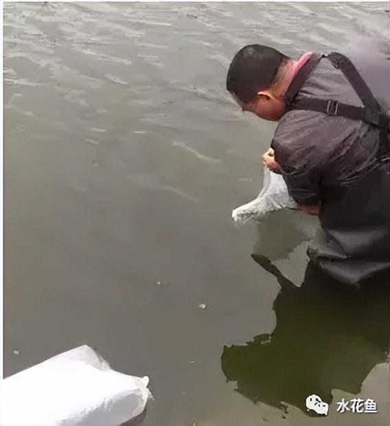 乌龟养殖箱_养殖水律蛇技术_水花网箱养殖技术