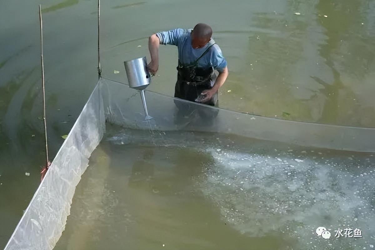 水花网箱养殖技术_乌龟养殖箱_养殖水律蛇技术