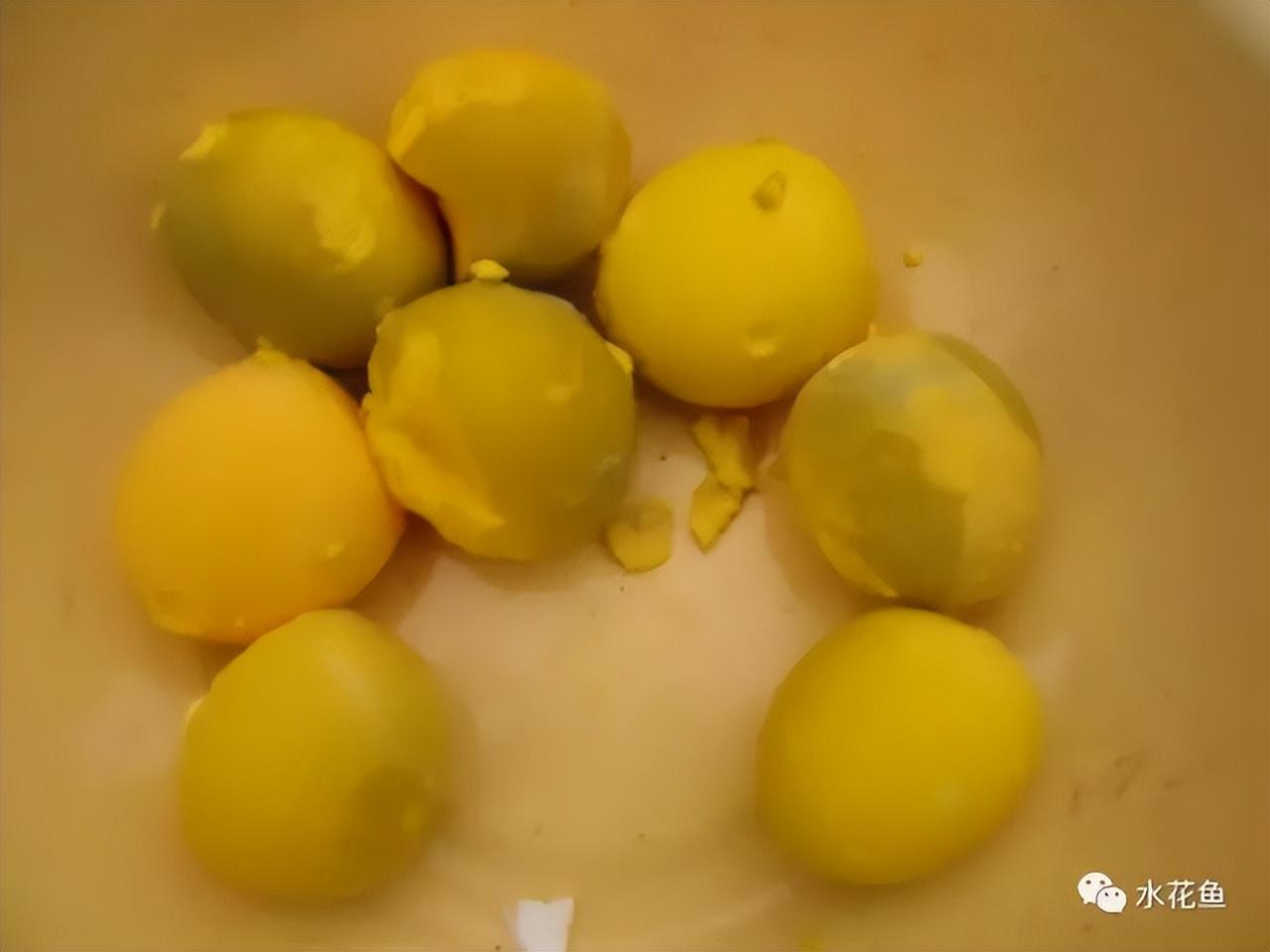 水花网箱养殖技术_养殖水律蛇技术_乌龟养殖箱
