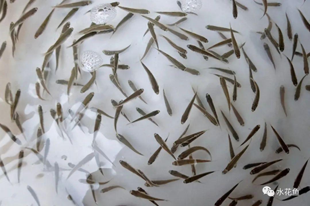 养殖水律蛇技术_水花网箱养殖技术_乌龟养殖箱