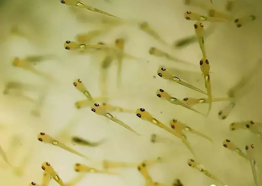 养殖水律蛇技术_乌龟养殖箱_水花网箱养殖技术