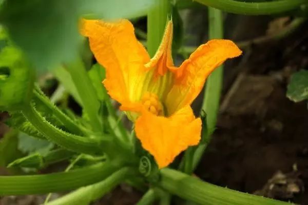致富经葫芦种植_致富葫芦种植视频_葫芦种植效益