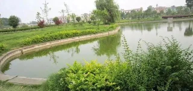蛤蚧养殖箱_养殖水律蛇技术_水花网箱养殖技术