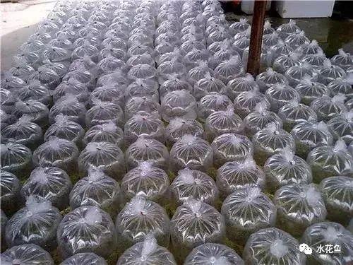 水花网箱养殖技术_养殖水律蛇技术_蛤蚧养殖箱