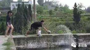 养殖水律蛇技术_蛤蚧养殖箱_水花网箱养殖技术
