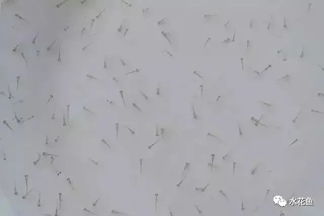 养殖水律蛇技术_蛤蚧养殖箱_水花网箱养殖技术