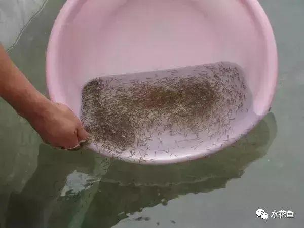 养殖水律蛇技术_水花网箱养殖技术_蛤蚧养殖箱