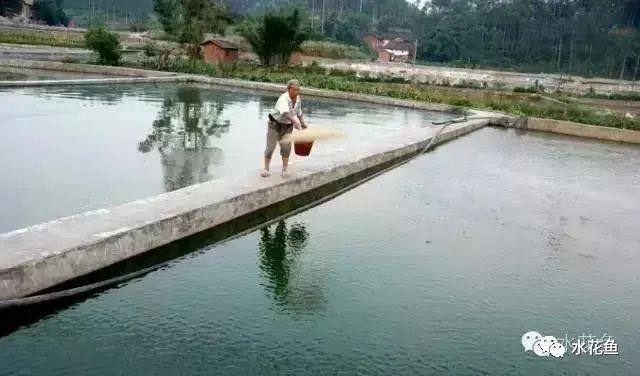 水花网箱养殖技术_养殖水律蛇技术_蛤蚧养殖箱
