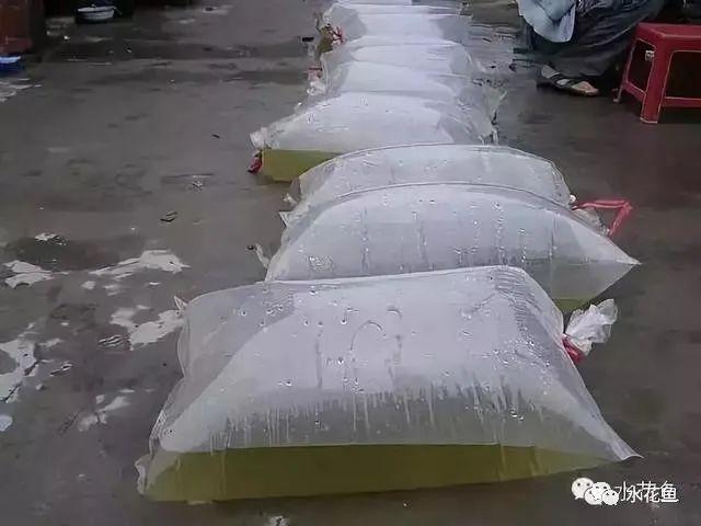 养殖水律蛇技术_蛤蚧养殖箱_水花网箱养殖技术