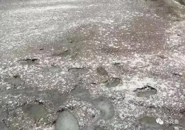 蛤蚧养殖箱_水花网箱养殖技术_养殖水律蛇技术