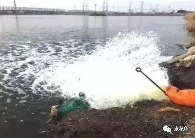 蛤蚧养殖箱_养殖水律蛇技术_水花网箱养殖技术