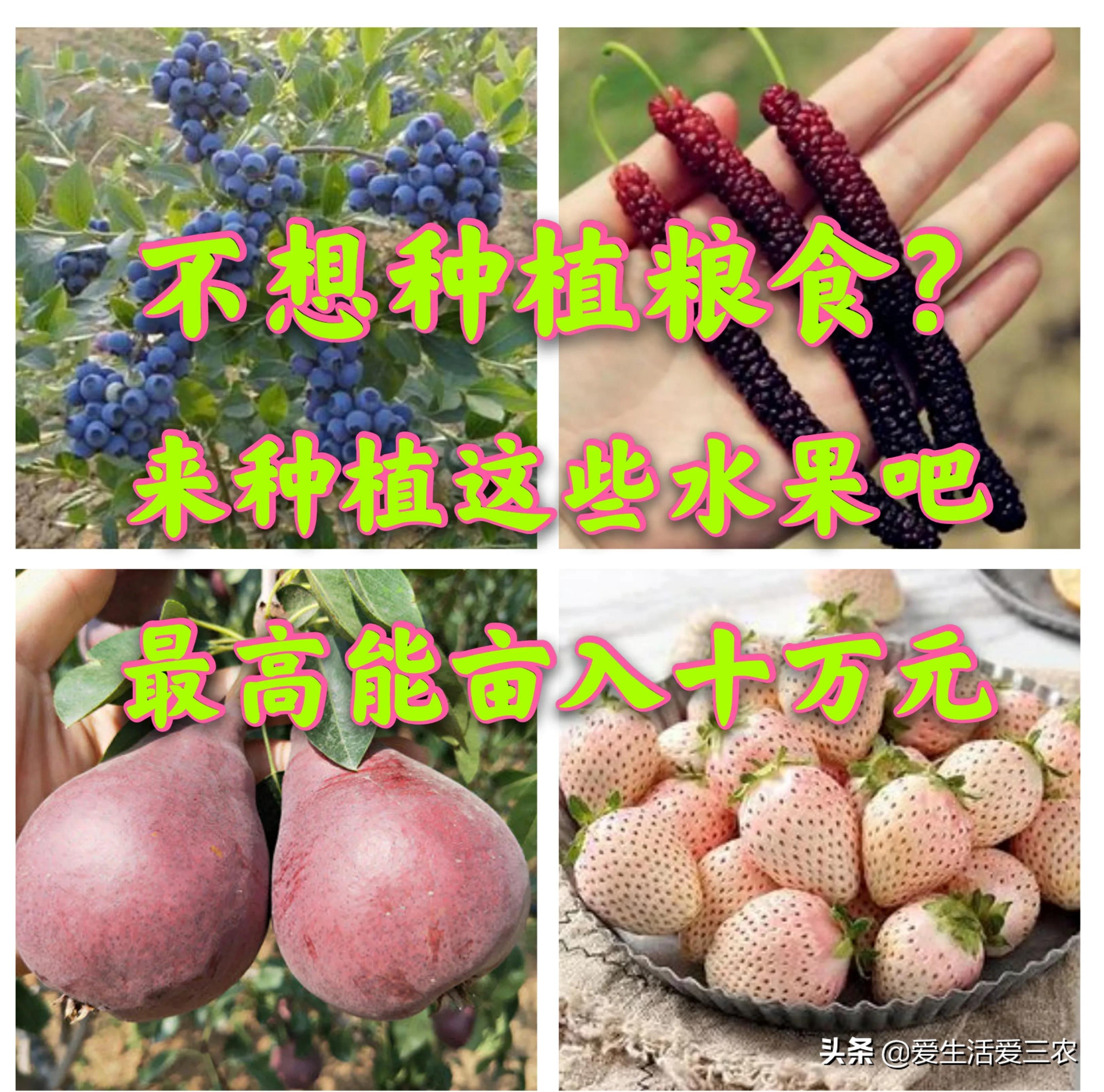 致富创业种植项目_种植致富新项目_种植致富经创业项目