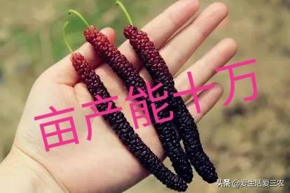 致富创业种植项目_种植致富新项目_种植致富经创业项目