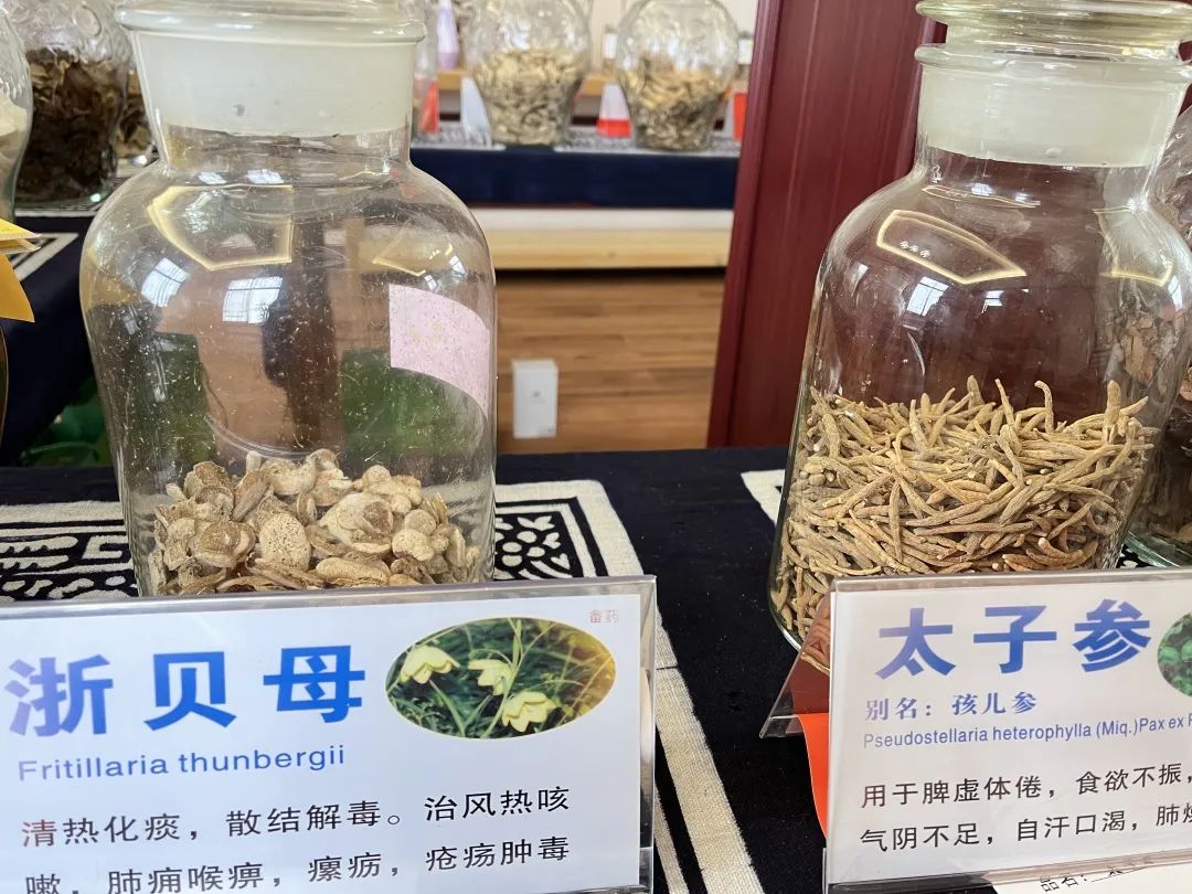 种植中药快速致富_致富药材种植_中药种植赚钱