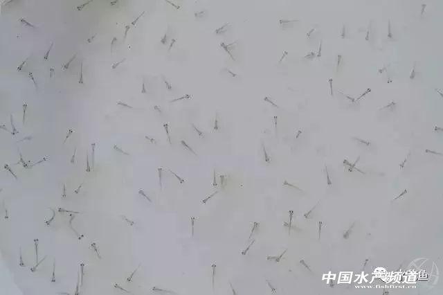 水花网箱养殖技术_中华蜜蜂格子箱养殖吧_自制乌龟养殖箱的材料
