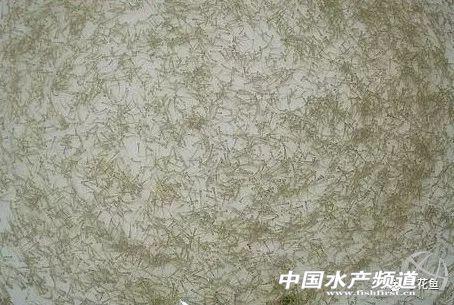 中华蜜蜂格子箱养殖吧_水花网箱养殖技术_自制乌龟养殖箱的材料