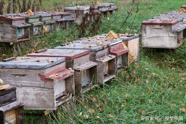 壁蜂养殖技术_蜂壁养殖技术有哪些_蜂箱的养殖方法视频