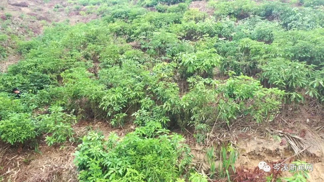 中药材种植致富_农村致富经中药材种植_乡村种植中药致富