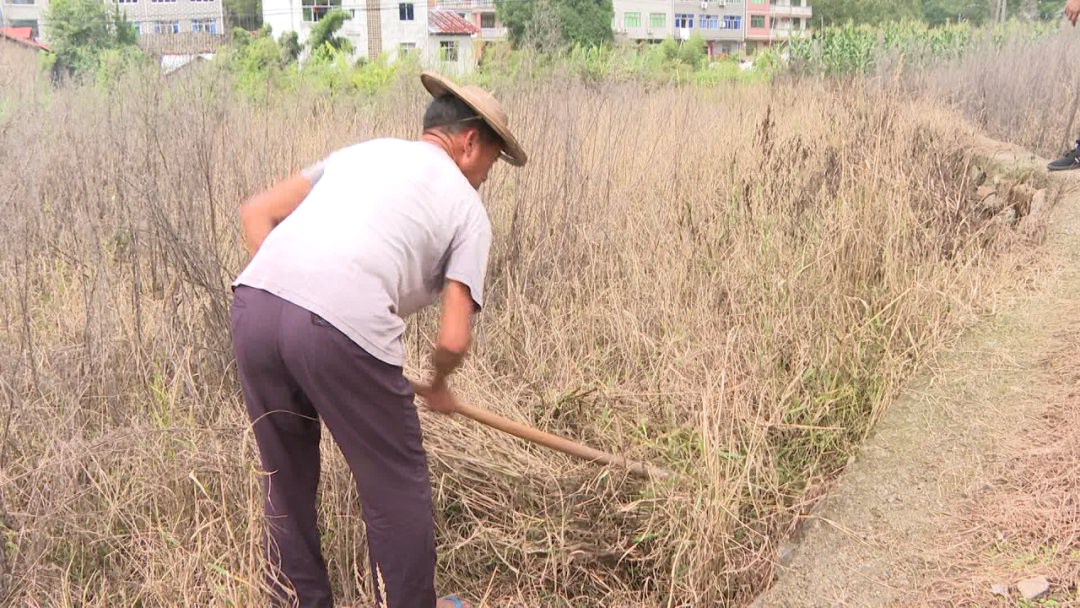 农村致富经中药材种植_乡村种植中药致富_农村5个药材种植致富项目