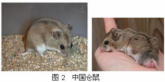 养殖中华白豚鼠技术要求高吗_白豚鼠养殖技术视频_中华白豚鼠养殖技术