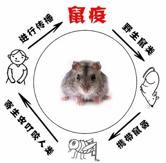 养殖中华白豚鼠技术要求高吗_中华白豚鼠养殖技术_白豚鼠养殖技术视频