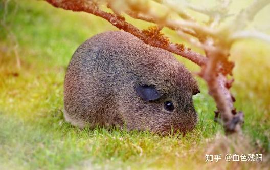 中华白豚鼠养殖技术_养殖中华白豚鼠技术与管理_养殖中华白豚鼠技术要求高吗
