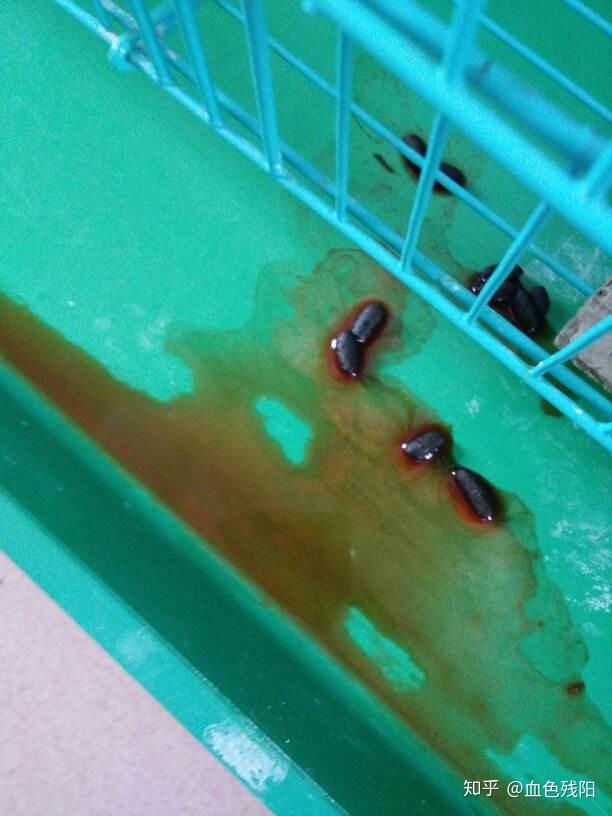 中华白豚鼠养殖技术_养殖中华白豚鼠技术要求高吗_养殖中华白豚鼠技术与管理