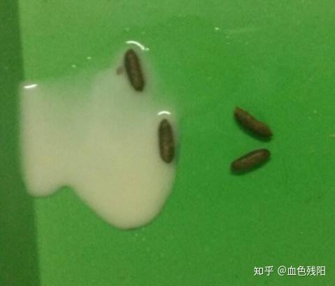 养殖中华白豚鼠技术与管理_养殖中华白豚鼠技术要求高吗_中华白豚鼠养殖技术